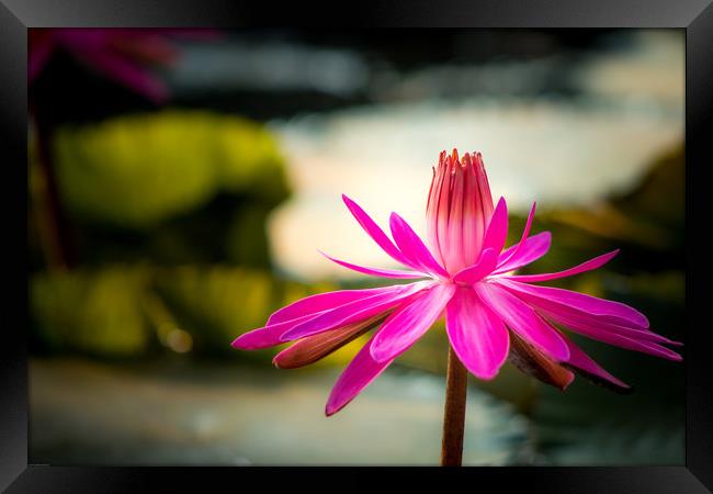 The Pink Water Lily Framed Print by Indranil Bhattacharjee