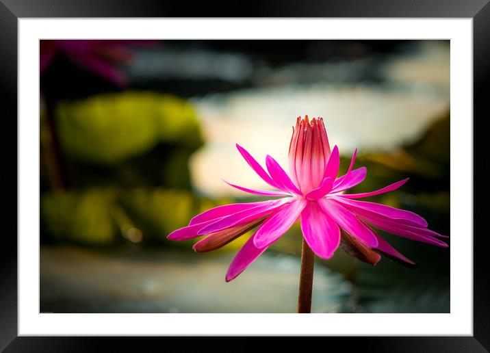 The Pink Water Lily Framed Mounted Print by Indranil Bhattacharjee