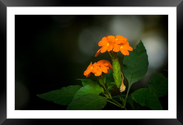 Beauty does not need a name Framed Mounted Print by Indranil Bhattacharjee