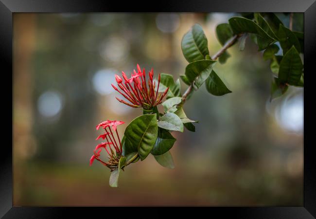 Ixora flowers Framed Print by Indranil Bhattacharjee