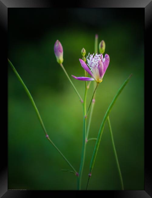 It's a new species !!! Framed Print by Indranil Bhattacharjee