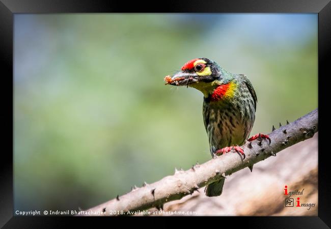 Food for family Framed Print by Indranil Bhattacharjee