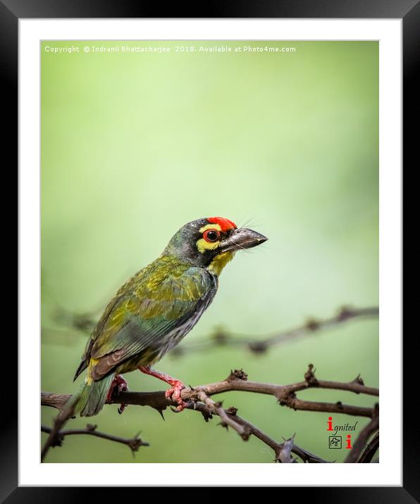 Coppersmith Barbet Framed Mounted Print by Indranil Bhattacharjee