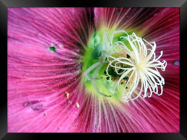         White spider hiding in hollyhock   Framed Print by Peter Balfour