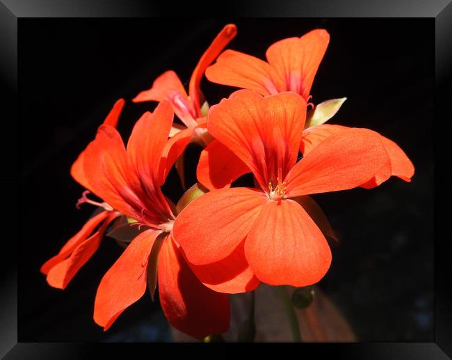      Geranium on black      Framed Print by Peter Balfour