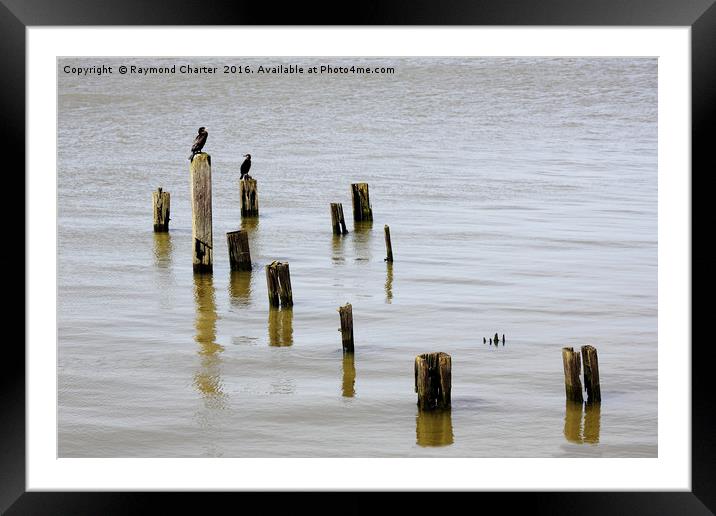 Resting Point Framed Mounted Print by Raymond Charter