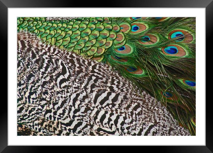 Peacock Framed Mounted Print by Raymond Charter