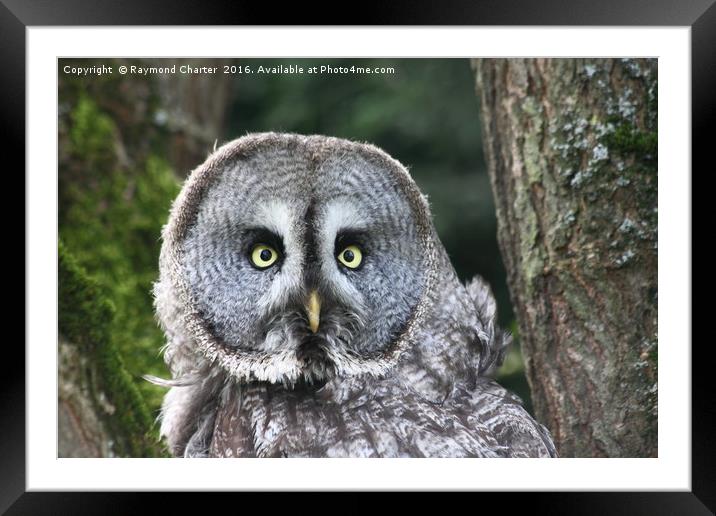 Great grey owl Framed Mounted Print by Raymond Charter