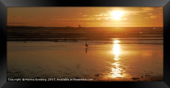 Seagull watching a surfer at sunset Framed Print by MazzBerg 