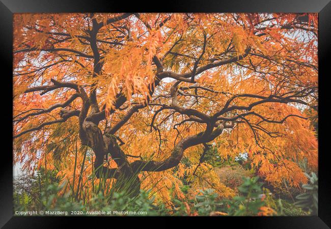 Japanese maple tree Framed Print by MazzBerg 