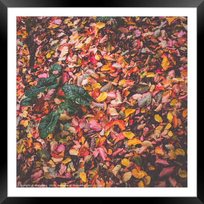 Autumn leaves on the ground Framed Mounted Print by MazzBerg 