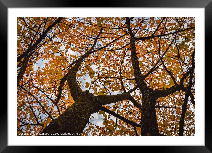 Falling for autumn Framed Mounted Print by MazzBerg 