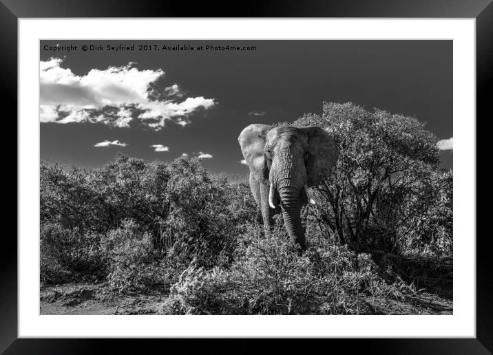 Elephant, Addo Elephant National Park Framed Mounted Print by Dirk Seyfried