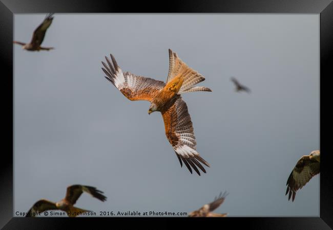 Red Kite diving Framed Print by Simon Hutchinson