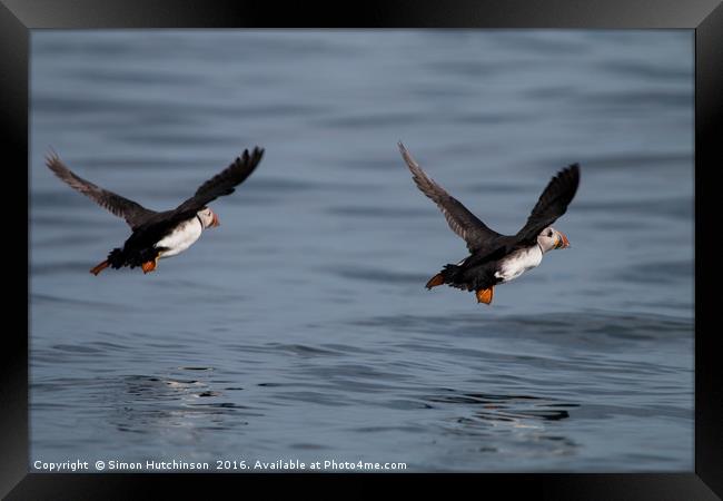 Puffins in flight Framed Print by Simon Hutchinson