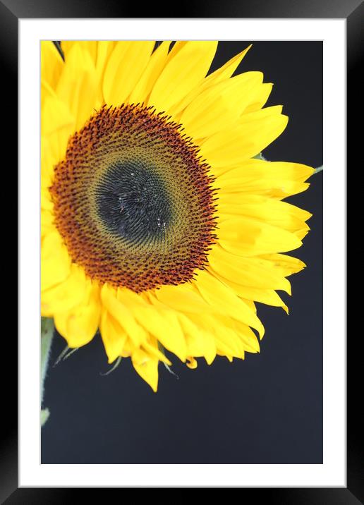 yellow burst Framed Mounted Print by Clare Willis