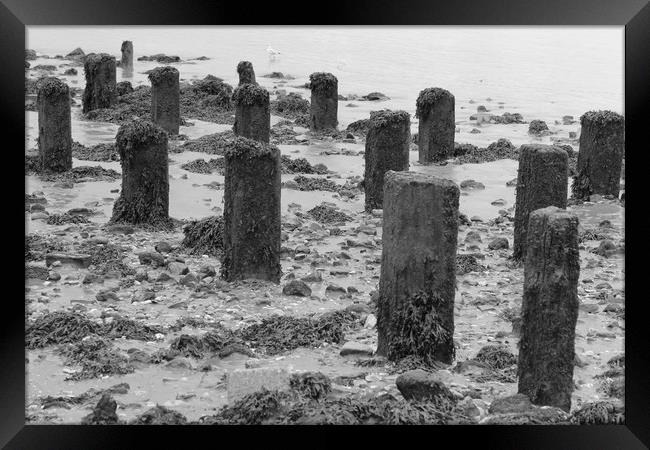 Sea side ruins Framed Print by Clare Willis