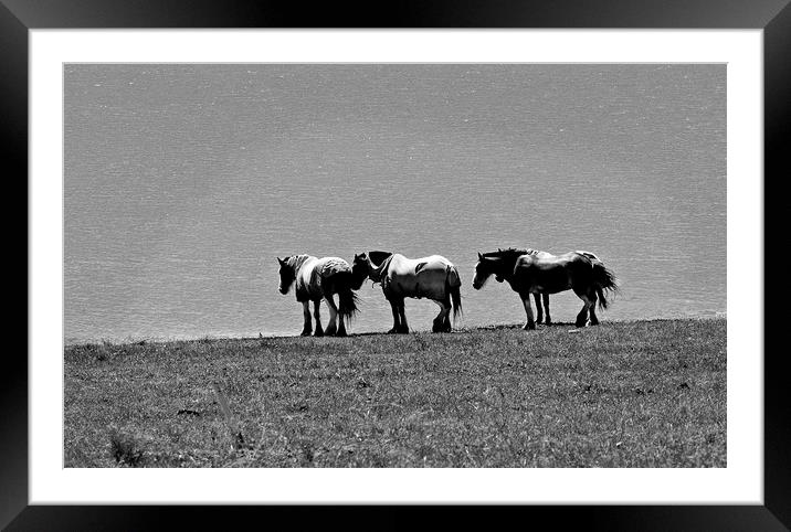 Shire horses standing beside lake Framed Mounted Print by David Bigwood