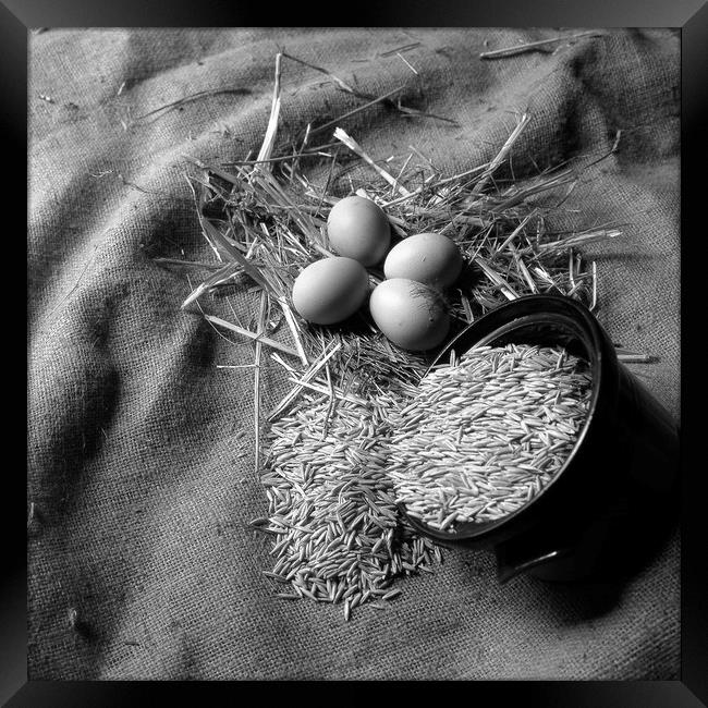 New laid eggs, straw and oats on hessian sacking Framed Print by David Bigwood