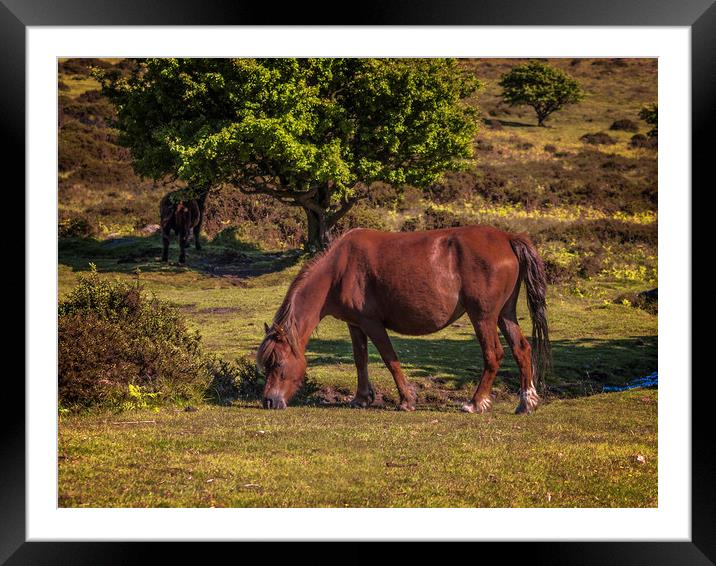 England: Wild horse on Dartmoor, Devon Framed Mounted Print by David Bigwood