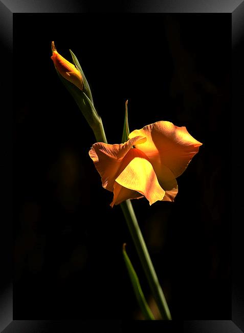 Iris flower Framed Print by David Bigwood