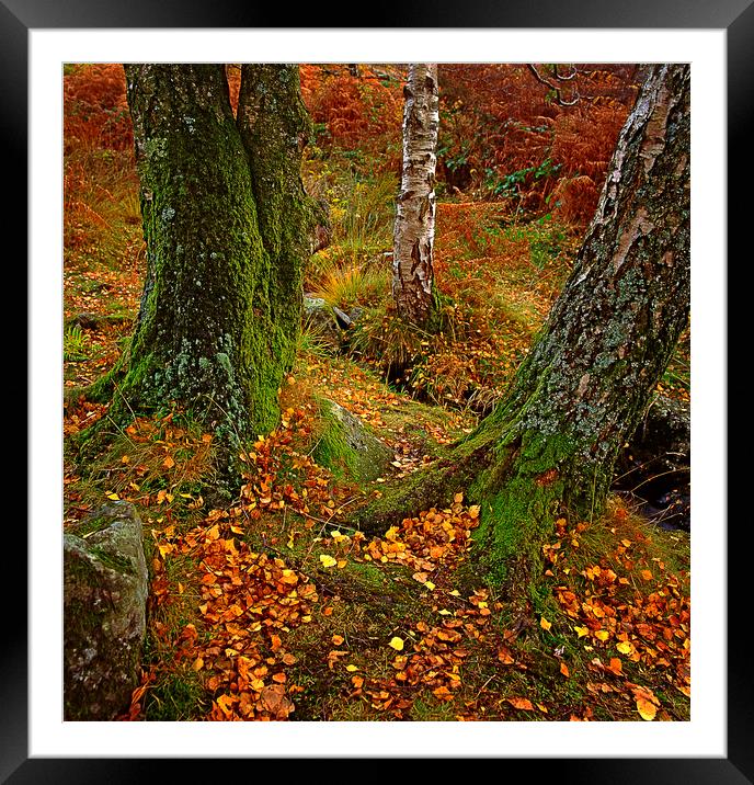 England: Autumn in the Lake District Framed Mounted Print by David Bigwood