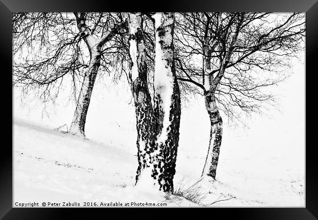 Winter Trees Framed Print by Peter Zabulis