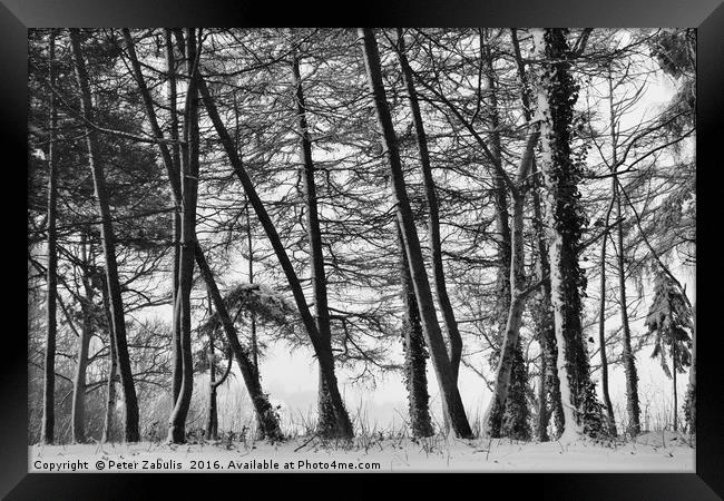 Winter Trees #2 Framed Print by Peter Zabulis