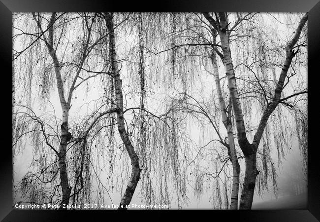 Shrouded in Fog Framed Print by Peter Zabulis