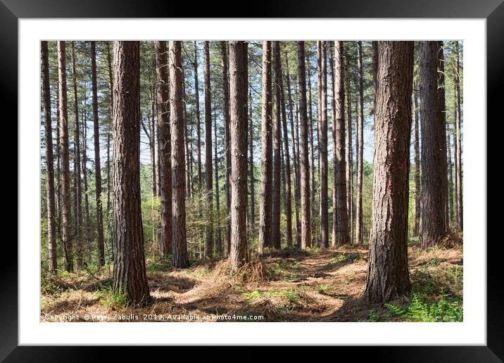 Blidworth Woods Framed Mounted Print by Peter Zabulis