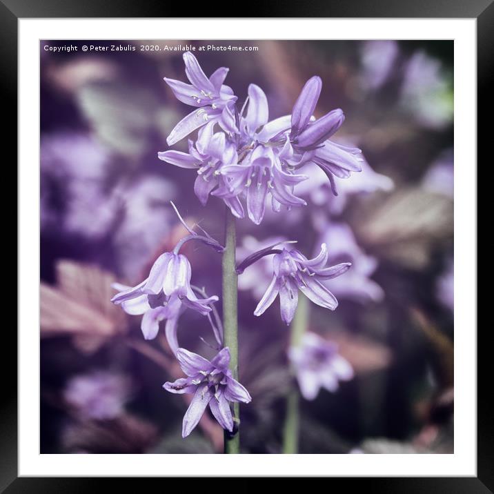 Bluebells in autochrom Framed Mounted Print by Peter Zabulis