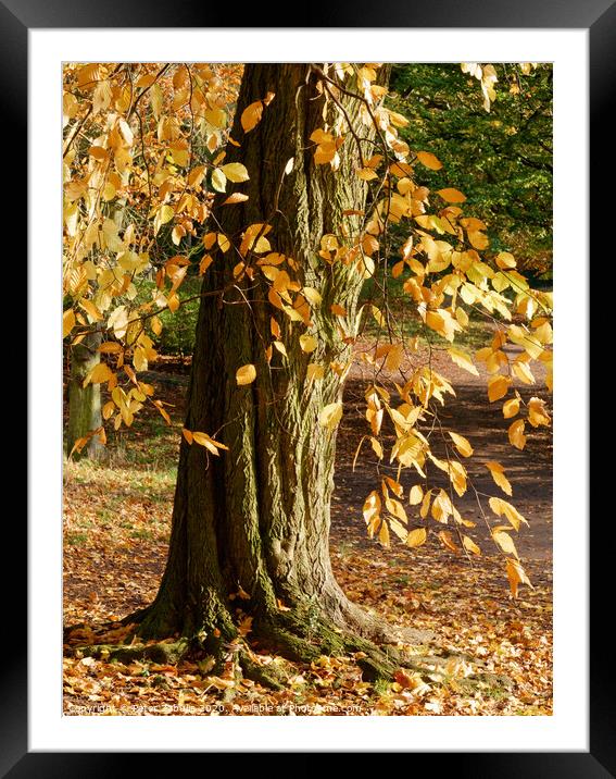 Autumn Leaves Framed Mounted Print by Peter Zabulis