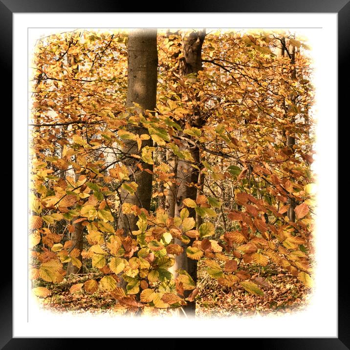 Autumn Framed Mounted Print by Peter Zabulis
