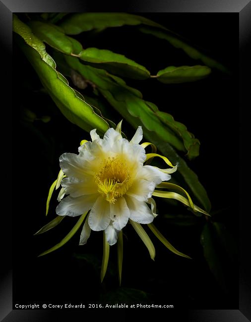 Dragon fruit flower Framed Print by Corey Edwards