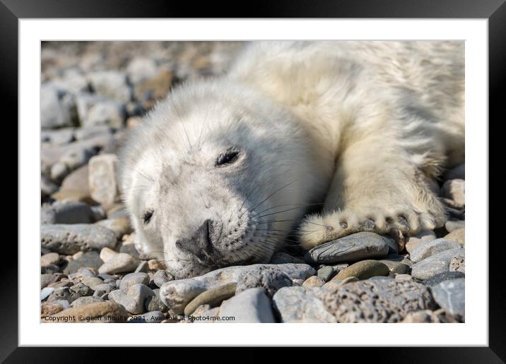 Atlantic Grey Seal pup Framed Mounted Print by geoff shoults