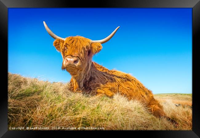 Highland Cow Framed Print by geoff shoults