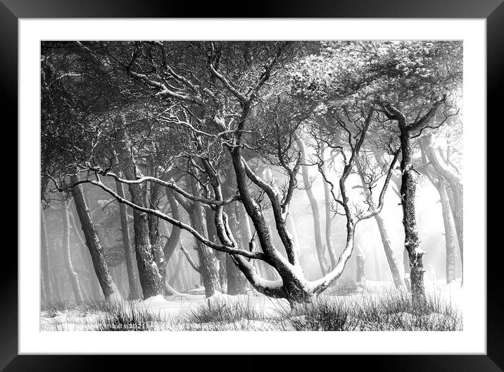 Magical winter Framed Mounted Print by geoff shoults