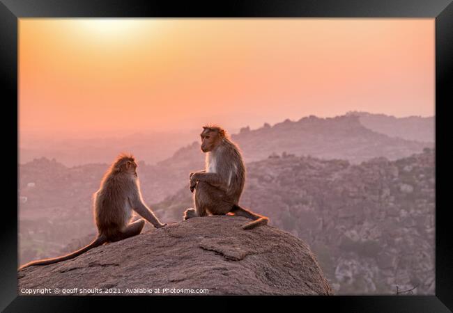 Temple monkeys, India  Framed Print by geoff shoults