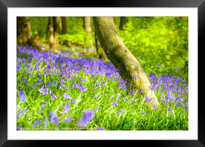 Bluebells Framed Mounted Print by geoff shoults