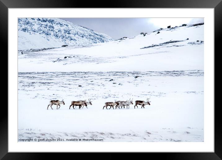 Reindeer in Lapland Framed Mounted Print by geoff shoults