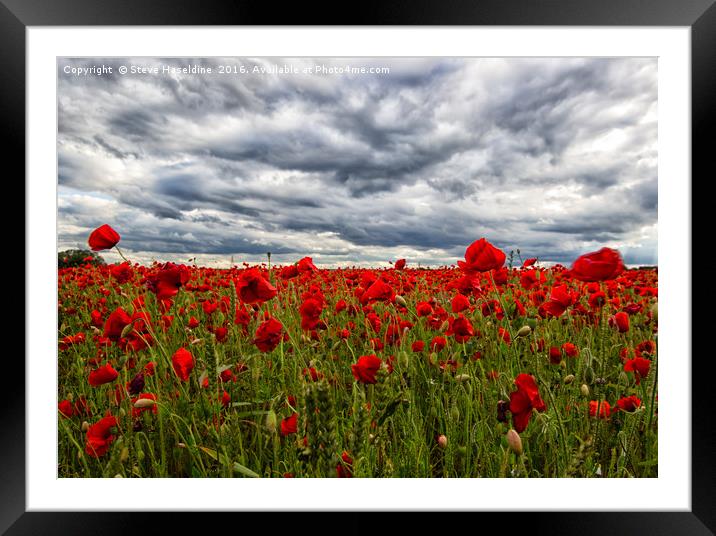Poppies Framed Mounted Print by Steve Haseldine
