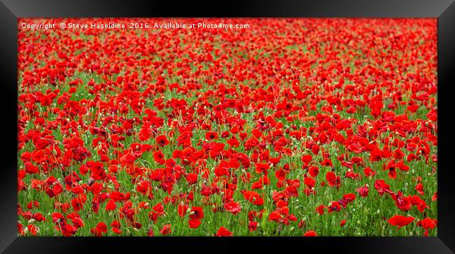 Sea of Poppies  Framed Print by Steve Haseldine
