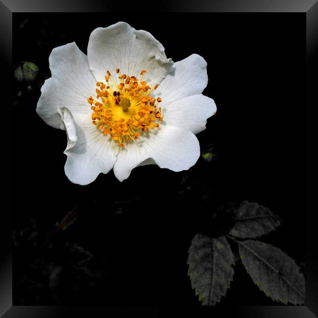 Wild White Rose Framed Print by Brenda Holmes