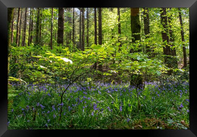 Bluebell Wood, Arlington Court Framed Print by Brenda Holmes