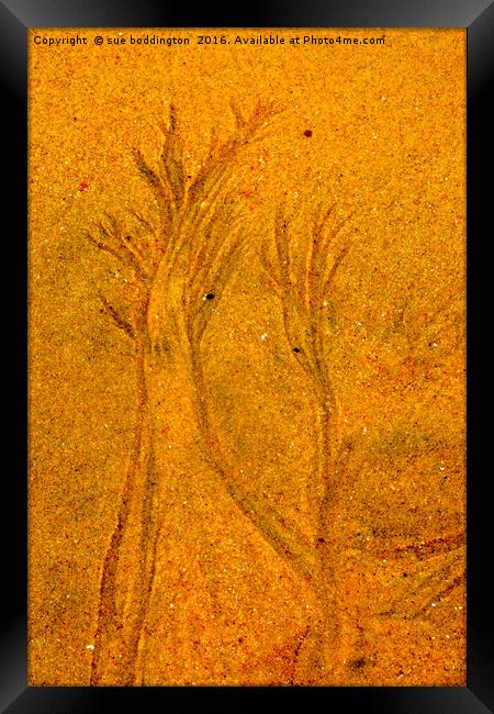 Beach trees Framed Print by sue boddington