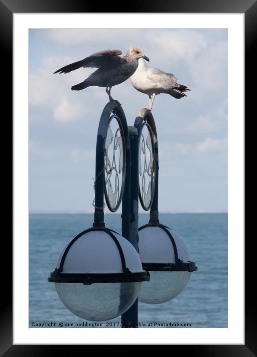 Seagulls Framed Mounted Print by sue boddington