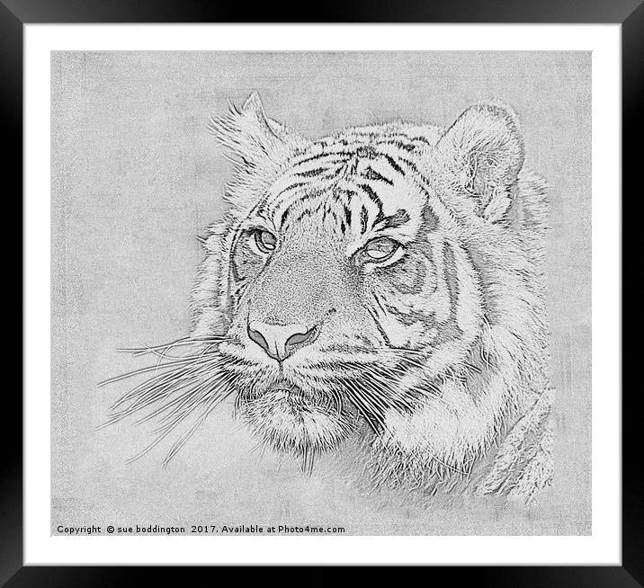Black and white tiger Framed Mounted Print by sue boddington