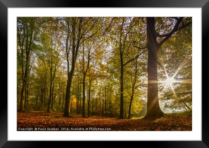 Autumn Sunburst Blickling Great Wood. Framed Mounted Print by Paula Sparkes