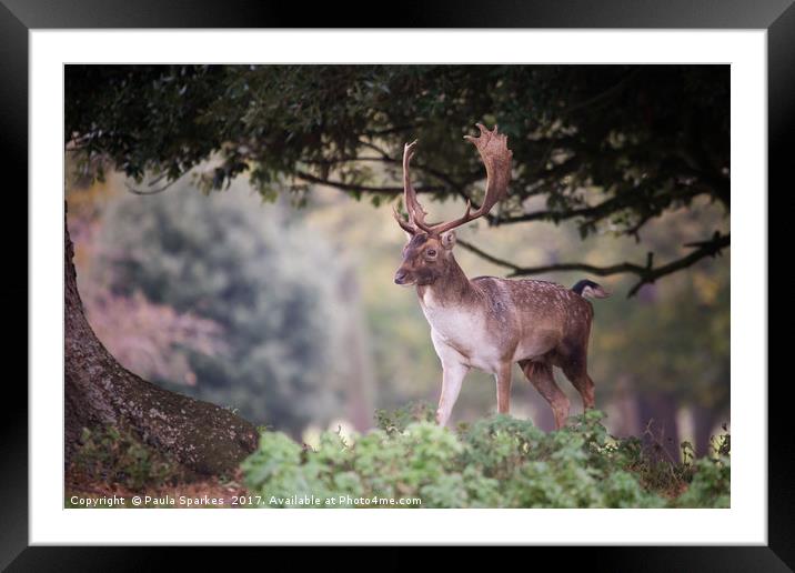 Let The Rut Commence Framed Mounted Print by Paula Sparkes