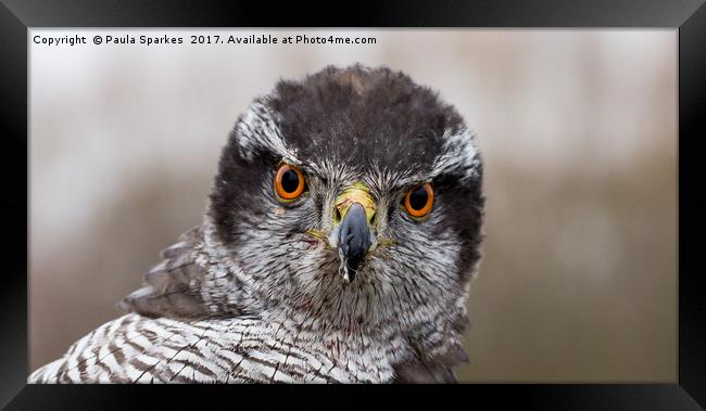 Goshawk's steely stare Framed Print by Paula Sparkes